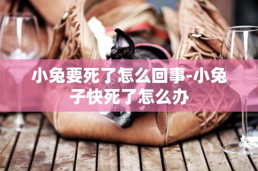 小兔要死了怎么回事-小兔子快死了怎么辦