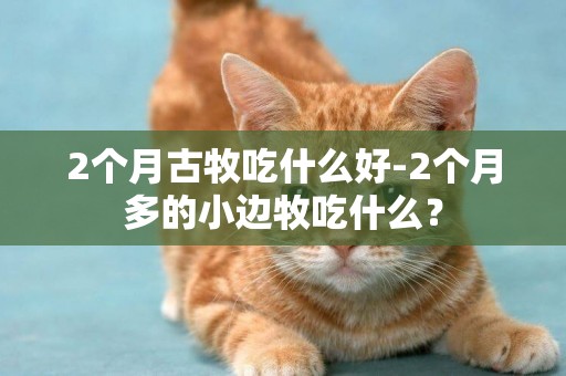 2個月古牧吃什么好-2個月多的小邊牧吃什么？