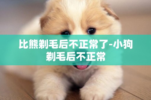 比熊剃毛后不正常了-小狗剃毛后不正常