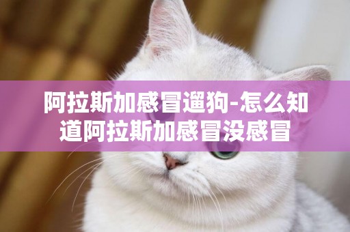 阿拉斯加感冒遛狗-怎么知道阿拉斯加感冒沒感冒