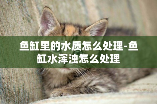 魚缸里的水質怎么處理-魚缸水渾濁怎么處理