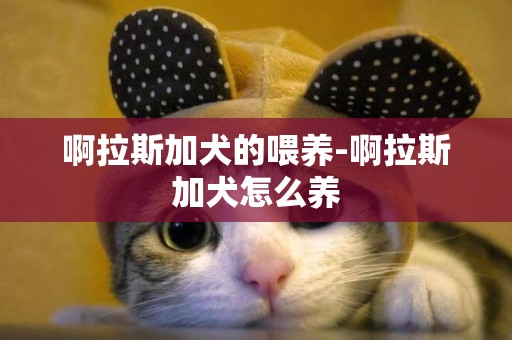 啊拉斯加犬的喂養-啊拉斯加犬怎么養