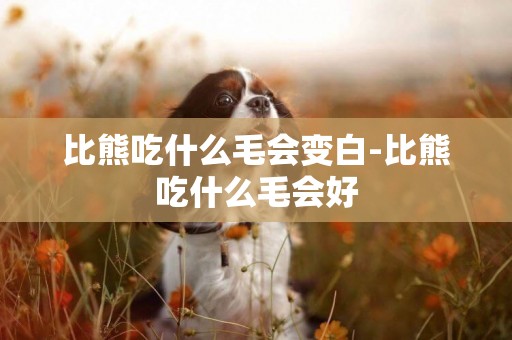 比熊吃什么毛會變白-比熊吃什么毛會好