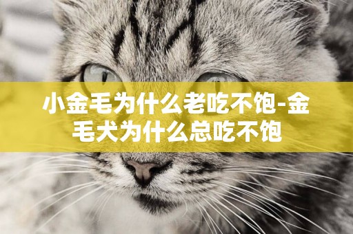 小金毛為什么老吃不飽-金毛犬為什么總吃不飽