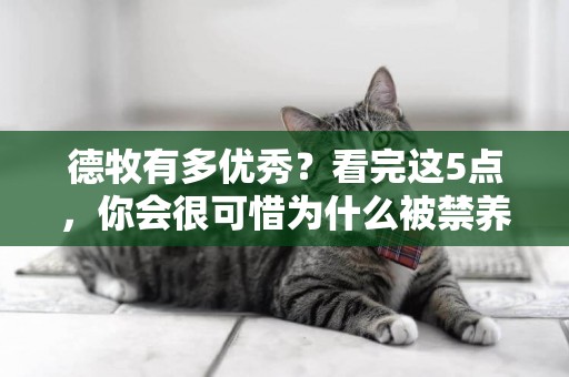 德牧有多優秀？看完這5點，你會很可惜為什么被禁養 