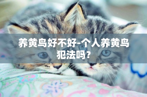 養黃鳥好不好-個人養黃鳥犯法嗎？