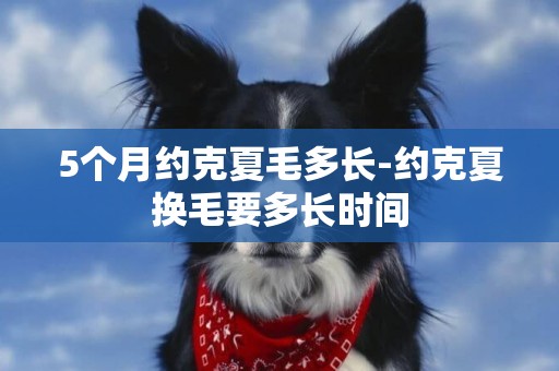 5個月約克夏毛多長-約克夏換毛要多長時間
