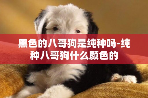 黑色的八哥狗是純種嗎-純種八哥狗什么顏色的