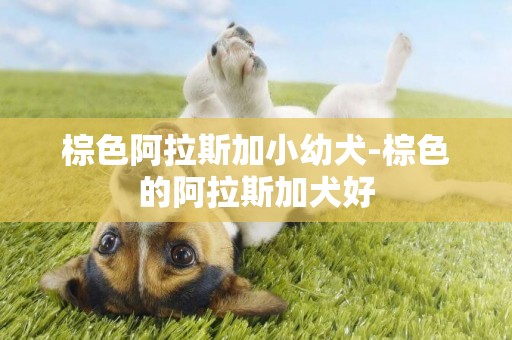 棕色阿拉斯加小幼犬-棕色的阿拉斯加犬好