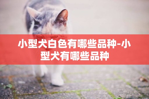 小型犬白色有哪些品種-小型犬有哪些品種