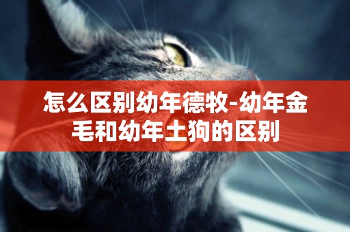怎么區別幼年德牧-幼年金毛和幼年土狗的區別