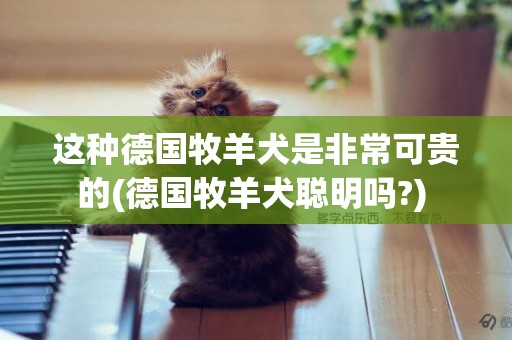 這種德國牧羊犬是非常可貴的(德國牧羊犬聰明嗎?) 