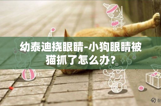 幼泰迪撓眼睛-小狗眼睛被貓抓了怎么辦？