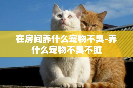 在房間養什么寵物不臭-養什么寵物不臭不臟
