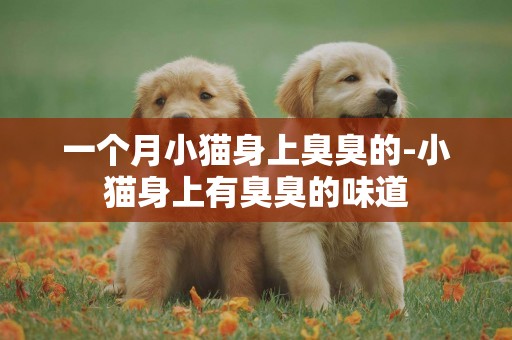 一個月小貓身上臭臭的-小貓身上有臭臭的味道