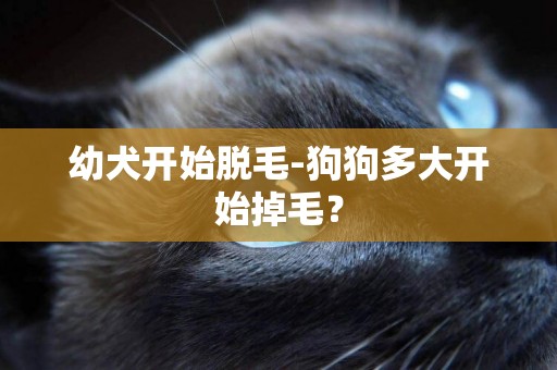 幼犬開始脫毛-狗狗多大開始掉毛？
