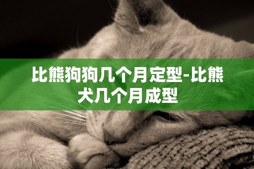 比熊狗狗幾個月定型-比熊犬幾個月成型