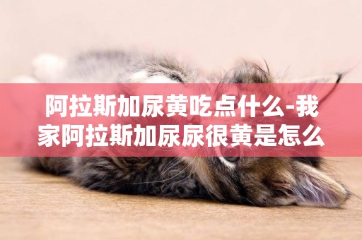 阿拉斯加尿黃吃點什么-我家阿拉斯加尿尿很黃是怎么回事呢？已經十個月大了！