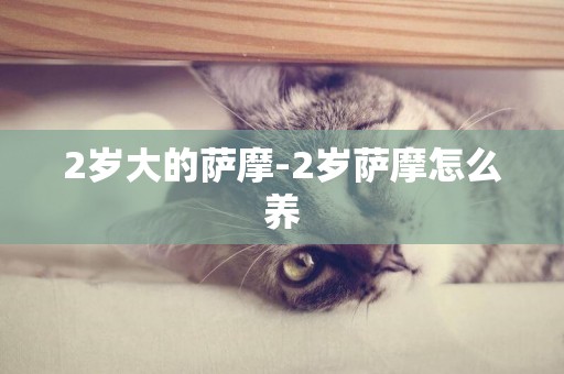 2歲大的薩摩-2歲薩摩怎么養
