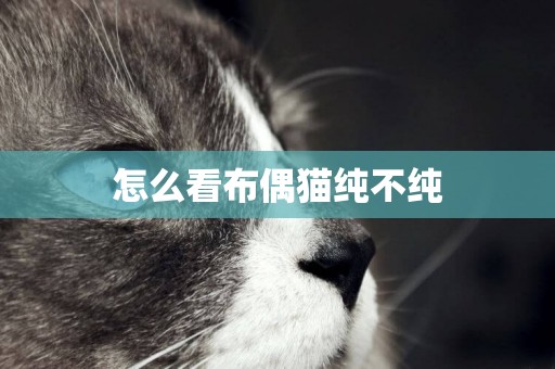 怎么看布偶貓純不純