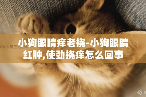 小狗眼睛癢老撓-小狗眼睛紅腫,使勁撓癢怎么回事