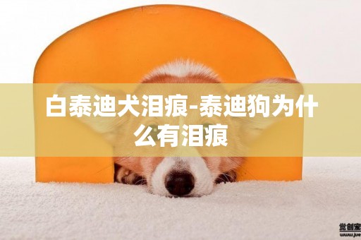 白泰迪犬淚痕-泰迪狗為什么有淚痕