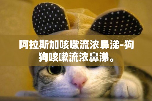 阿拉斯加咳嗽流濃鼻涕-狗狗咳嗽流濃鼻涕。