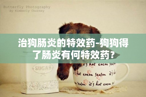 治狗腸炎的特效藥-狗狗得了腸炎有何特效藥？