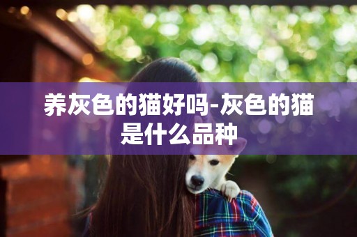 養灰色的貓好嗎-灰色的貓是什么品種