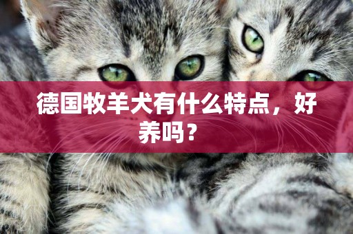德國牧羊犬有什么特點，好養嗎？ 