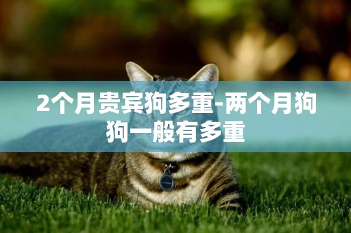 2個月貴賓狗多重-兩個月狗狗一般有多重