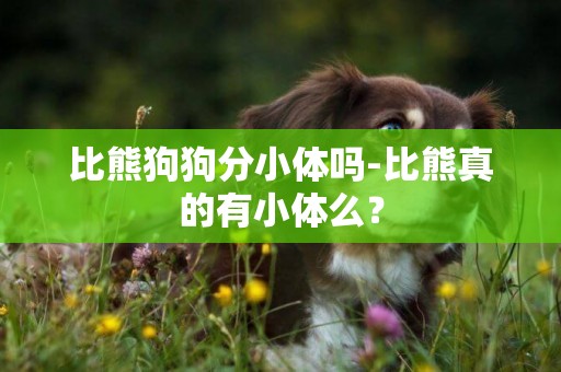 比熊狗狗分小體嗎-比熊真的有小體么？