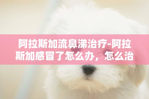 阿拉斯加流鼻涕治療-阿拉斯加感冒了怎么辦，怎么治療？