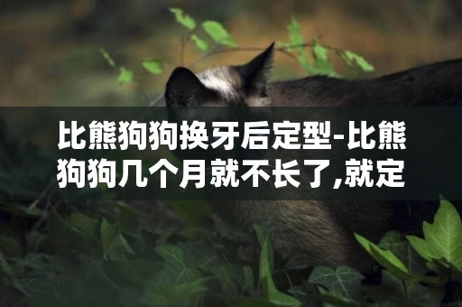 比熊狗狗換牙后定型-比熊狗狗幾個月就不長了,就定型了