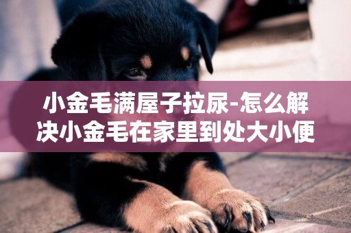 小金毛滿屋子拉尿-怎么解決小金毛在家里到處大小便的情況？