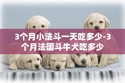 3個月小法斗一天吃多少-3個月法國斗牛犬吃多少