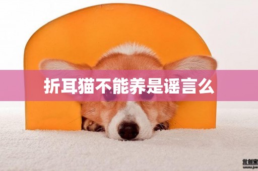 折耳貓不能養是謠言么