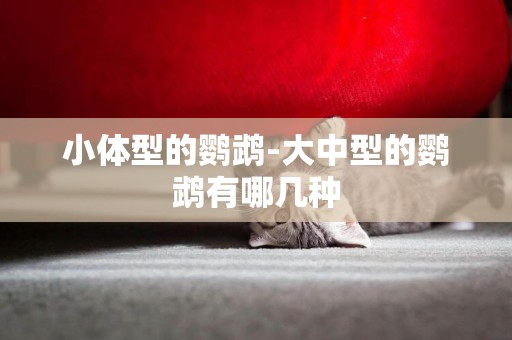 小體型的鸚鵡-大中型的鸚鵡有哪幾種