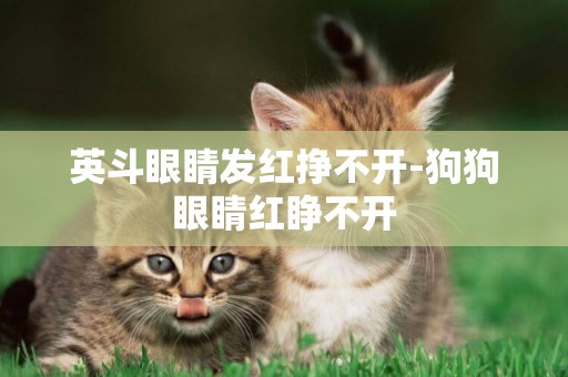 英斗眼睛發紅掙不開-狗狗眼睛紅睜不開
