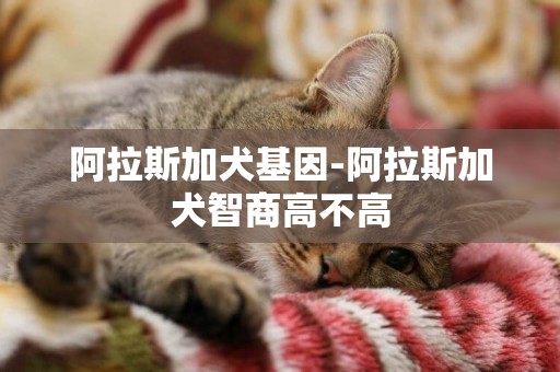 阿拉斯加犬基因-阿拉斯加犬智商高不高