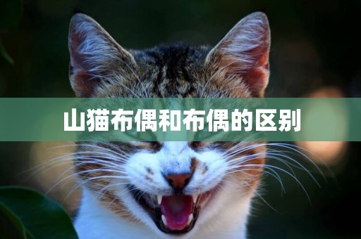 山貓布偶和布偶的區別