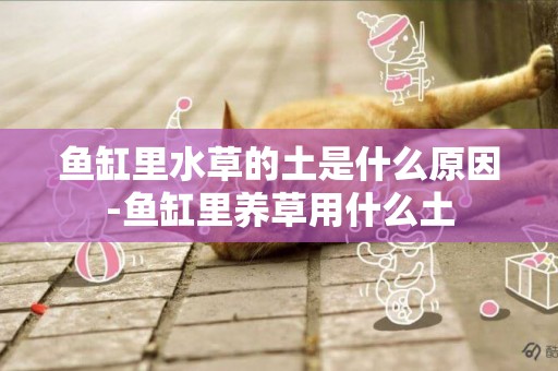 魚缸里水草的土是什么原因-魚缸里養草用什么土