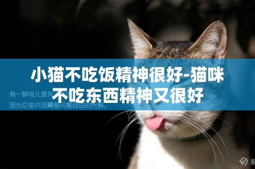 小貓不吃飯精神很好-貓咪不吃東西精神又很好