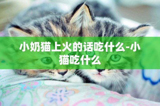 小奶貓上火的話吃什么-小貓吃什么
