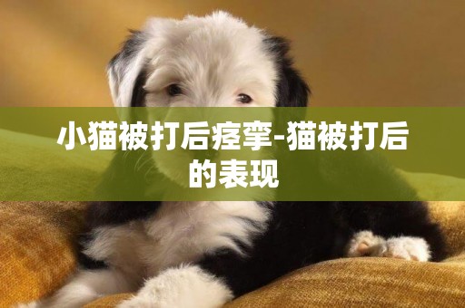 小貓被打后痙攣-貓被打后的表現