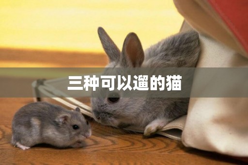 三種可以遛的貓