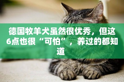 德國牧羊犬雖然很優秀，但這6點也很“可怕”，養過的都知道 