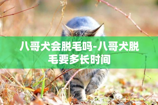 八哥犬會脫毛嗎-八哥犬脫毛要多長時間