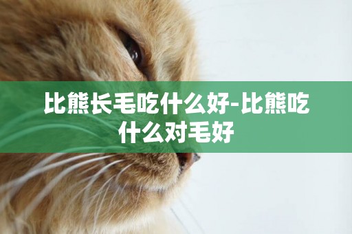 比熊長毛吃什么好-比熊吃什么對毛好