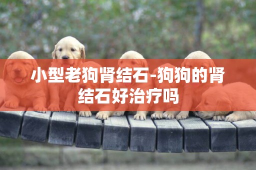 小型老狗腎結石-狗狗的腎結石好治療嗎